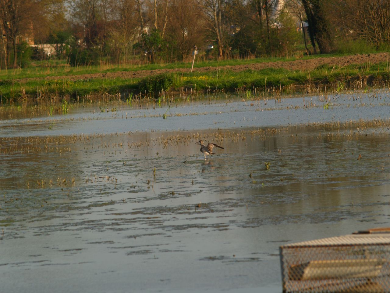 Chiurlo.... secondo me maggiore ???